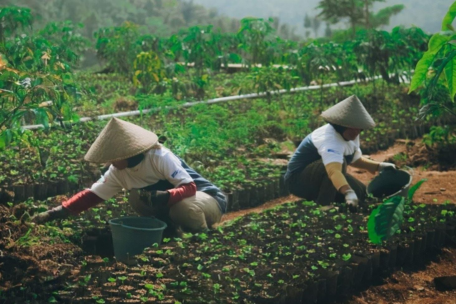 PETANI KOPI: Para petani Desa Sejahtera Astra Cikajang merawat bibit kopi di kebun, langkah awal untuk meningkatkan kualitas dan produktivitas kopi arabika Garut