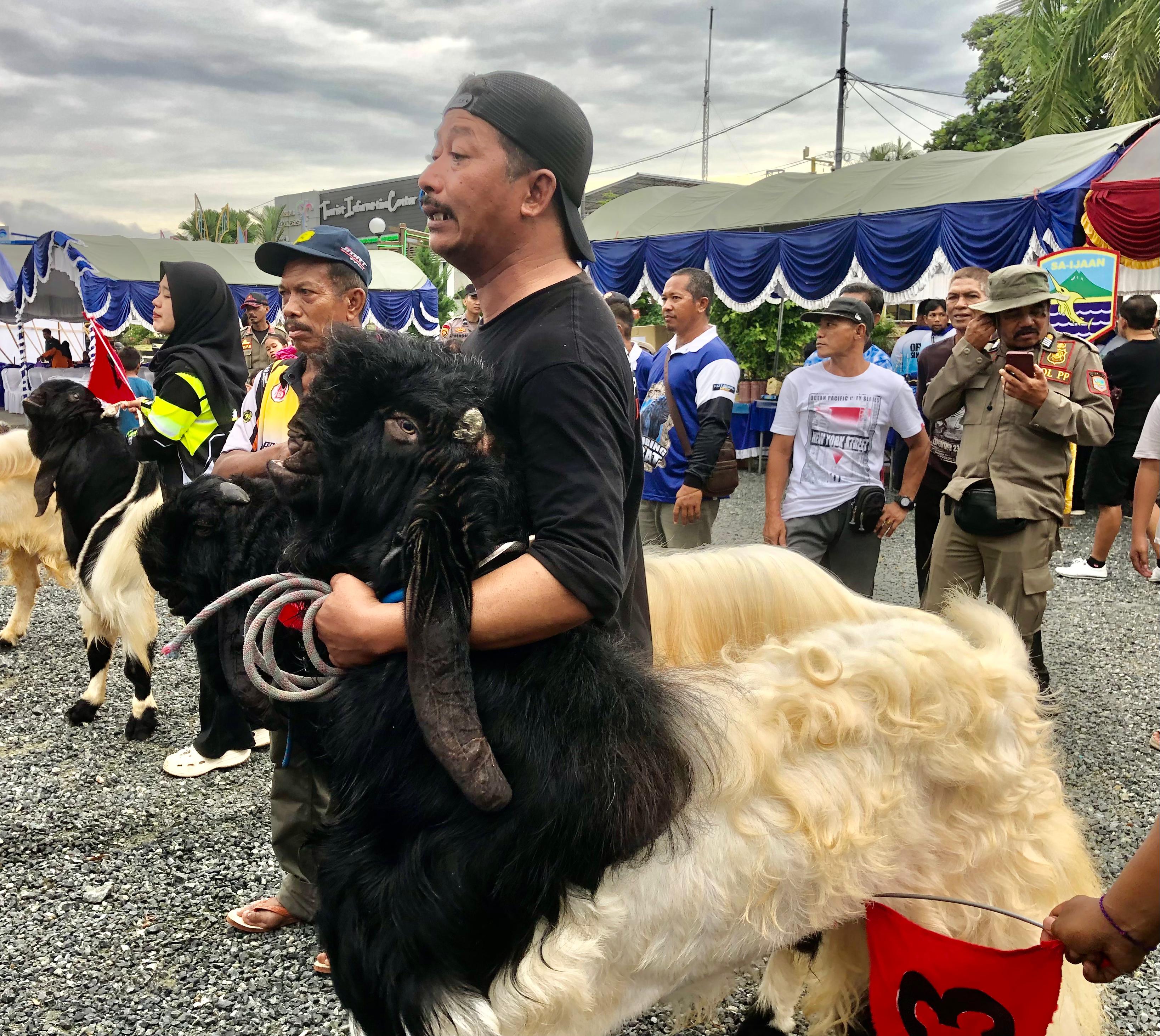 JUARA: Kambing PE milik Tukijo dari Banjarbaru yang jadi juara Kontes Kambing Hebat di Kotabaru.