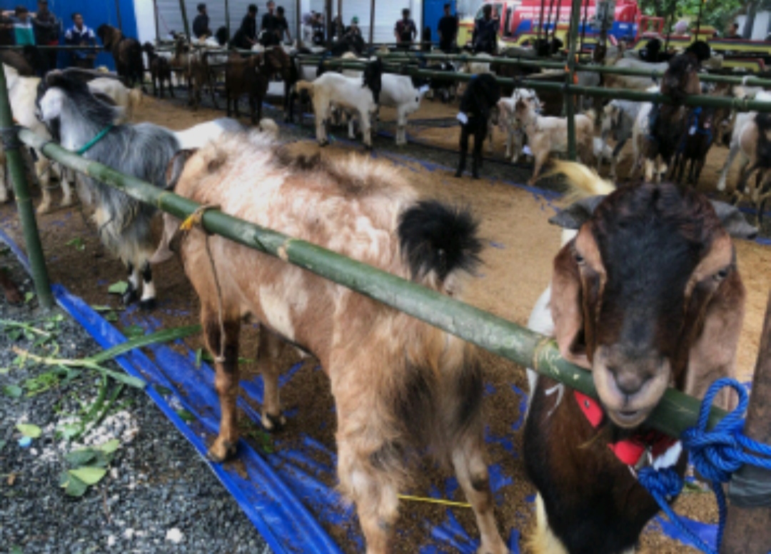 KONTES: Seratus lebih kambing yang mengikuti kontes di Siring Laut Kotabaru.