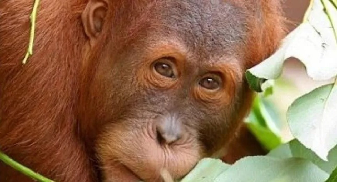 ILUSTRASI: Satwa langka dan dilindungi, orangutan.