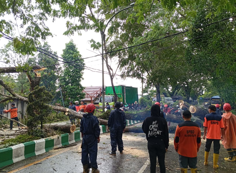 BPBD HSS bersama damkar, Tagana, PLN, dan masyarakat berjibaku menangani pohon tumbang yang menutupi jalan raya.