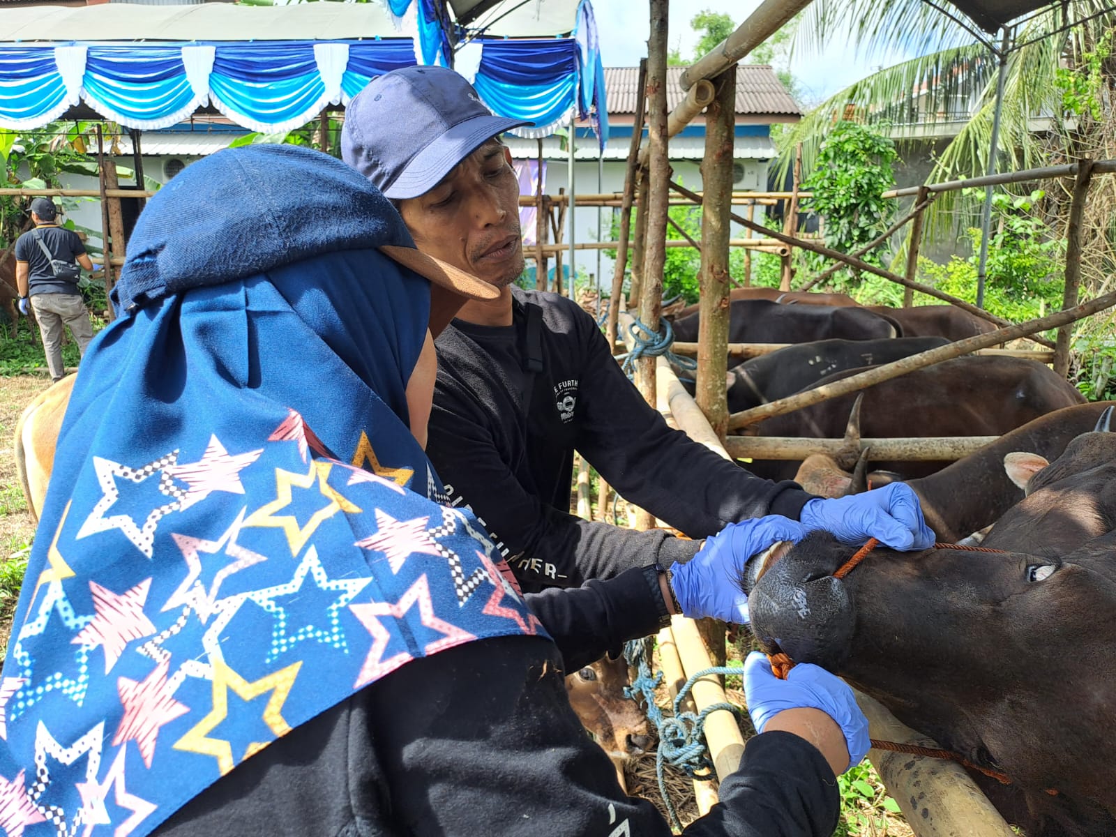 PEMERIKSAAN: Dokter hewan Dinas Pertanian Kabupaten Banjar melakukan pemeriksaan kesehatan hewan sebelum pemotongan jelang Momen 5 Rajab di Sekumpul, Selasa (23/12/2025).