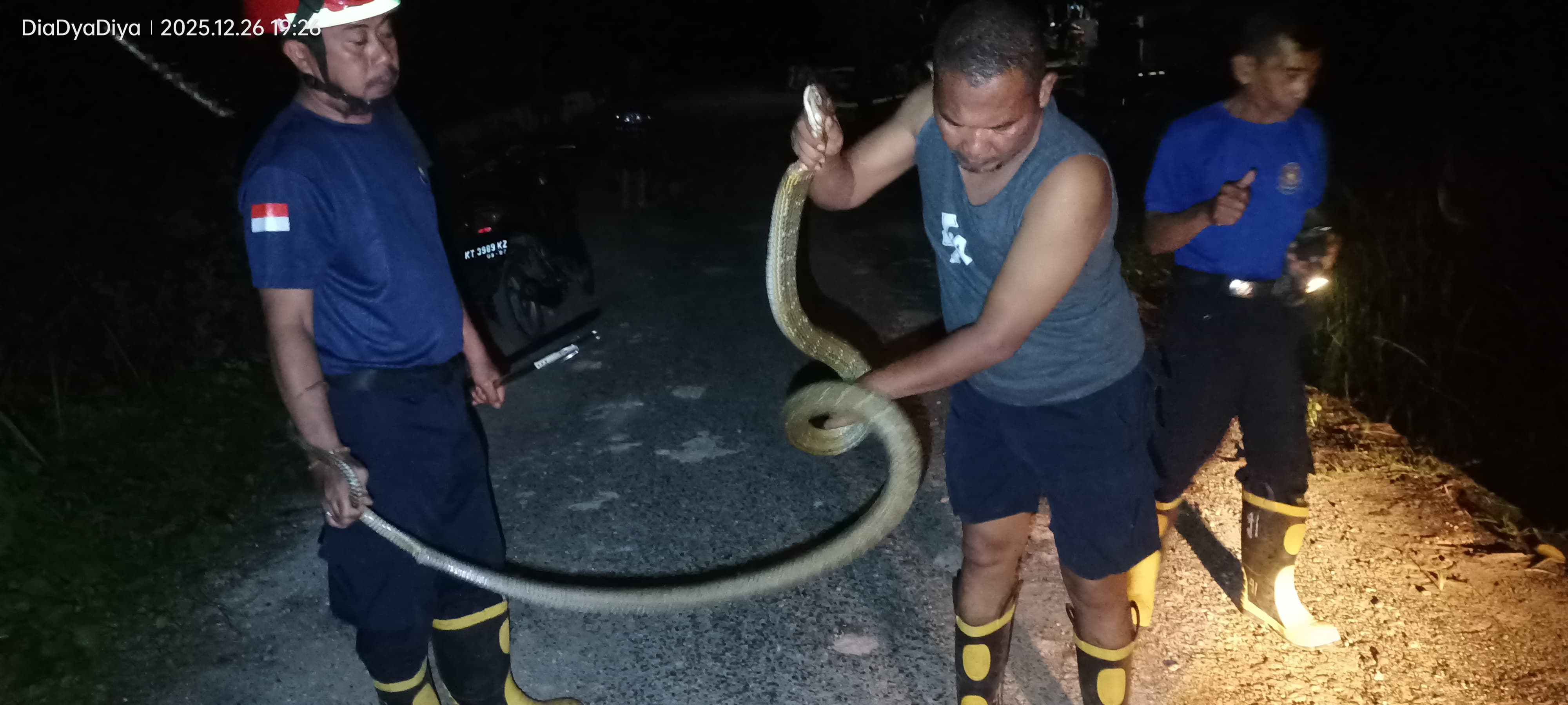 EVAKUASI: Edy Saputra anggota Damkar HSU Dinas Pol PP dan Damkar HSU, melakukan upaya evakuasi ular King kobra yang masuk ke lingkungan pemukiman.
