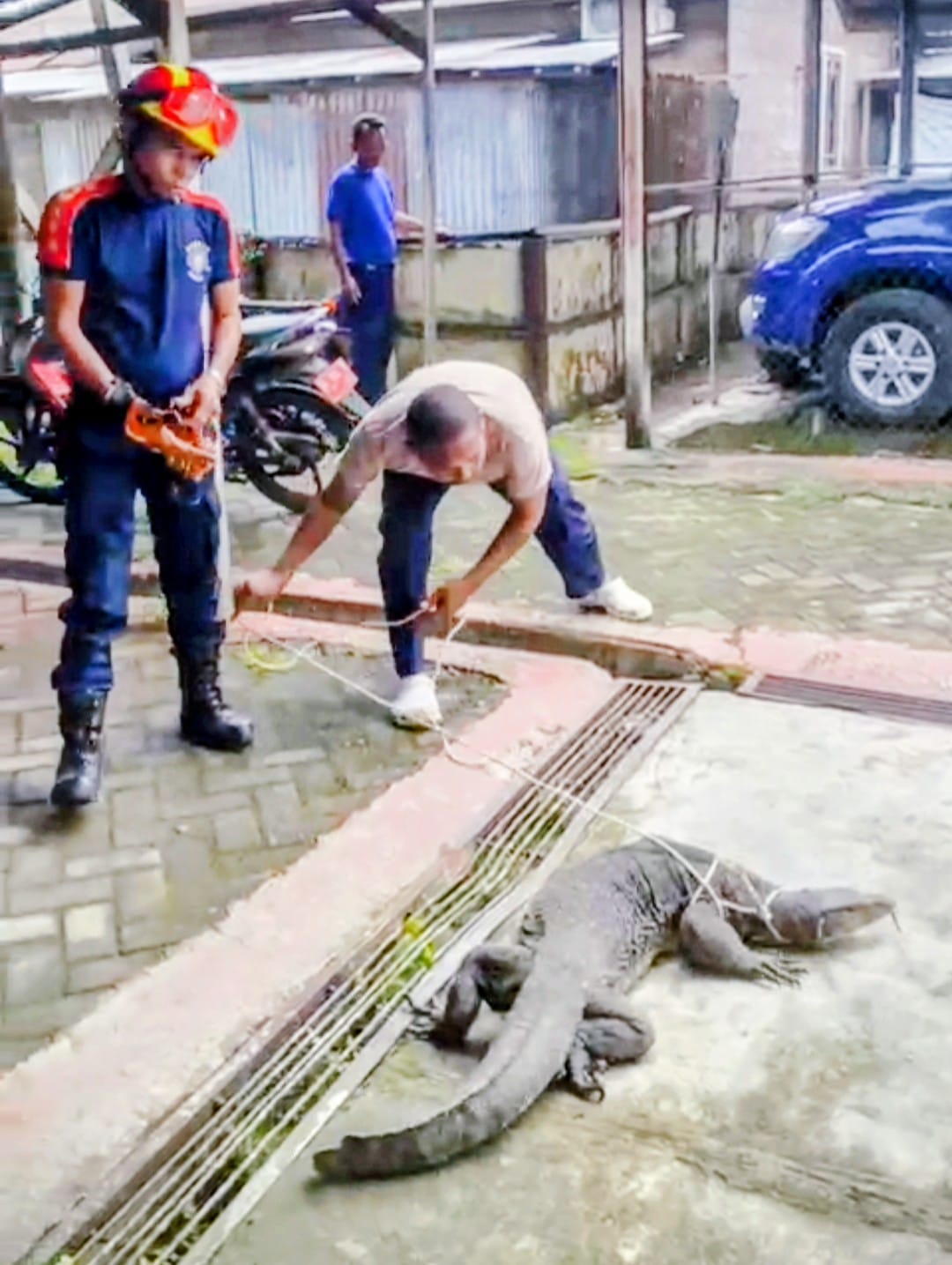 EVAKUASI: Anggota Damkar Kabupaten HSU menangkap Biawak sungai yang masuk ke halaman Kantor Dinas Perikanan Kabupaten HSU.