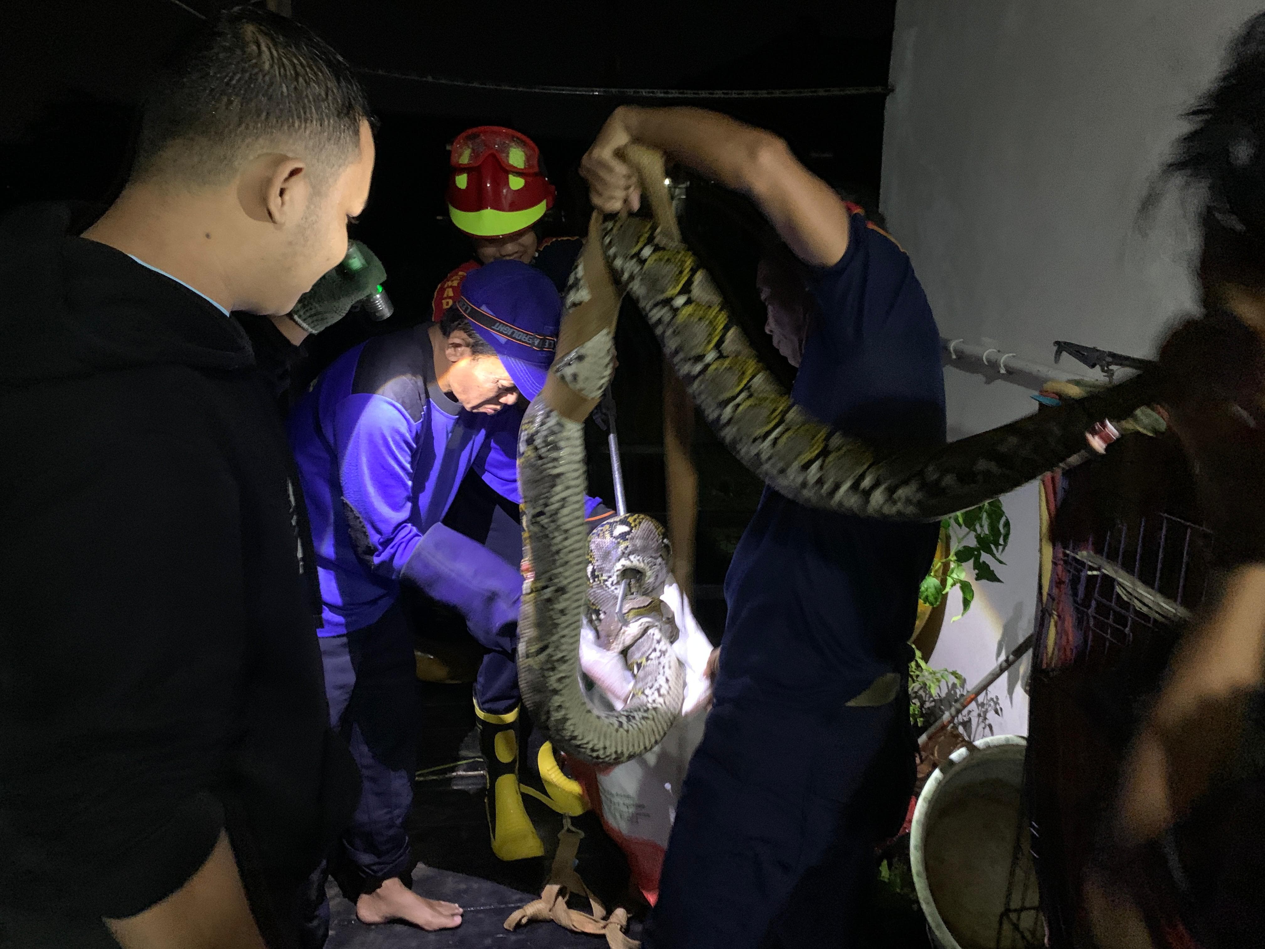 EVAKUASI REPTIL: Anggota Damkar Dinas Satpol PP dan Damkar Kabupaten HSU, menangkap ular piton atau sawa yang memangsa kucing milik warga di Kecamatan Banjang.