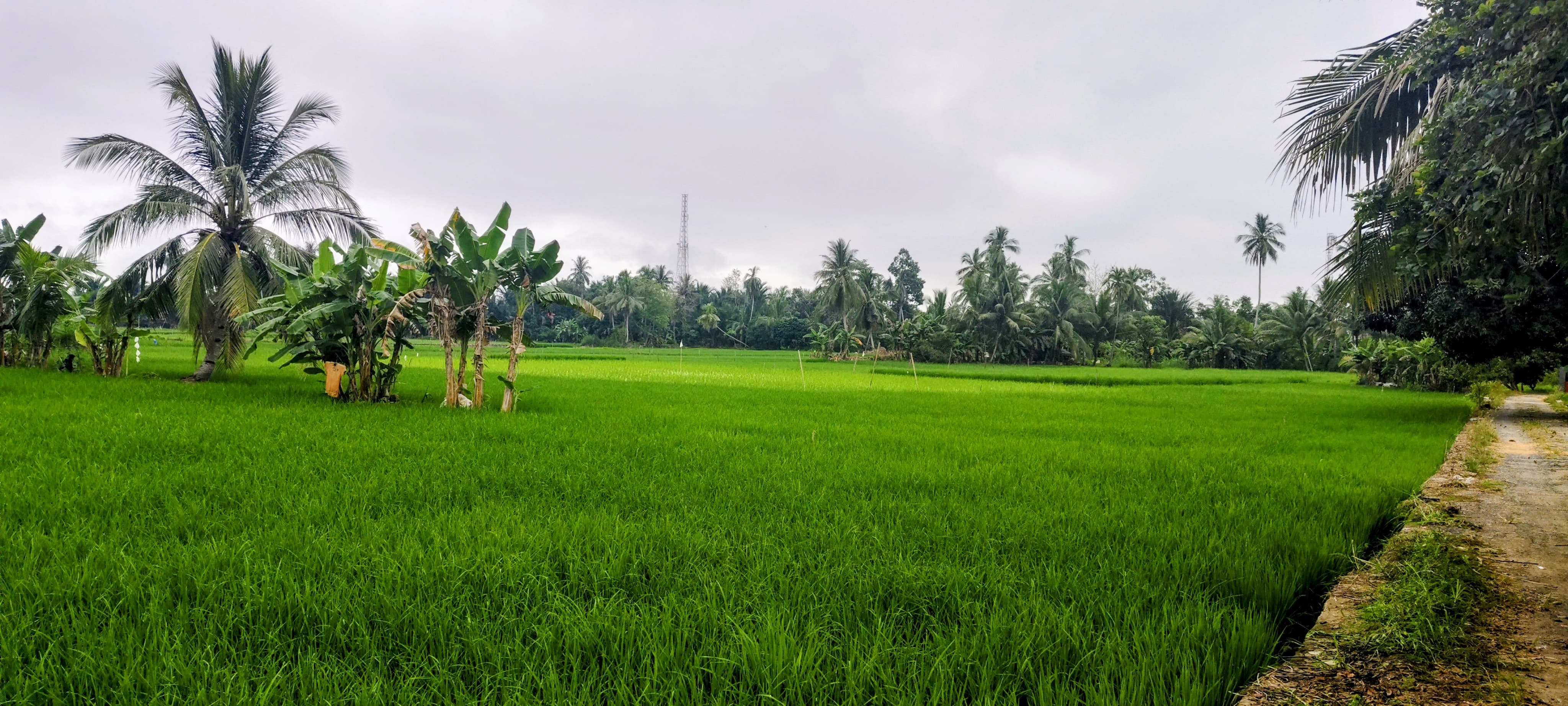 PERTANIAN: Lahan persawahan rawa di Kabupaten Hulu Sungai Utara sangat tergantung pada musim. (Foto: M.Akbar/Radar Banjarmasin)