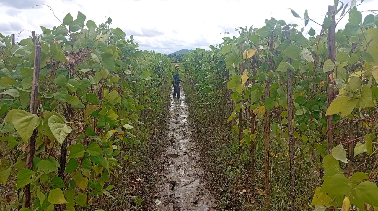 RUGIKAN PETANI: Area kebun warga di Padang Batung yang ditutupi banjir lumpur material tambang, dan membuat tanah menjadi masam.