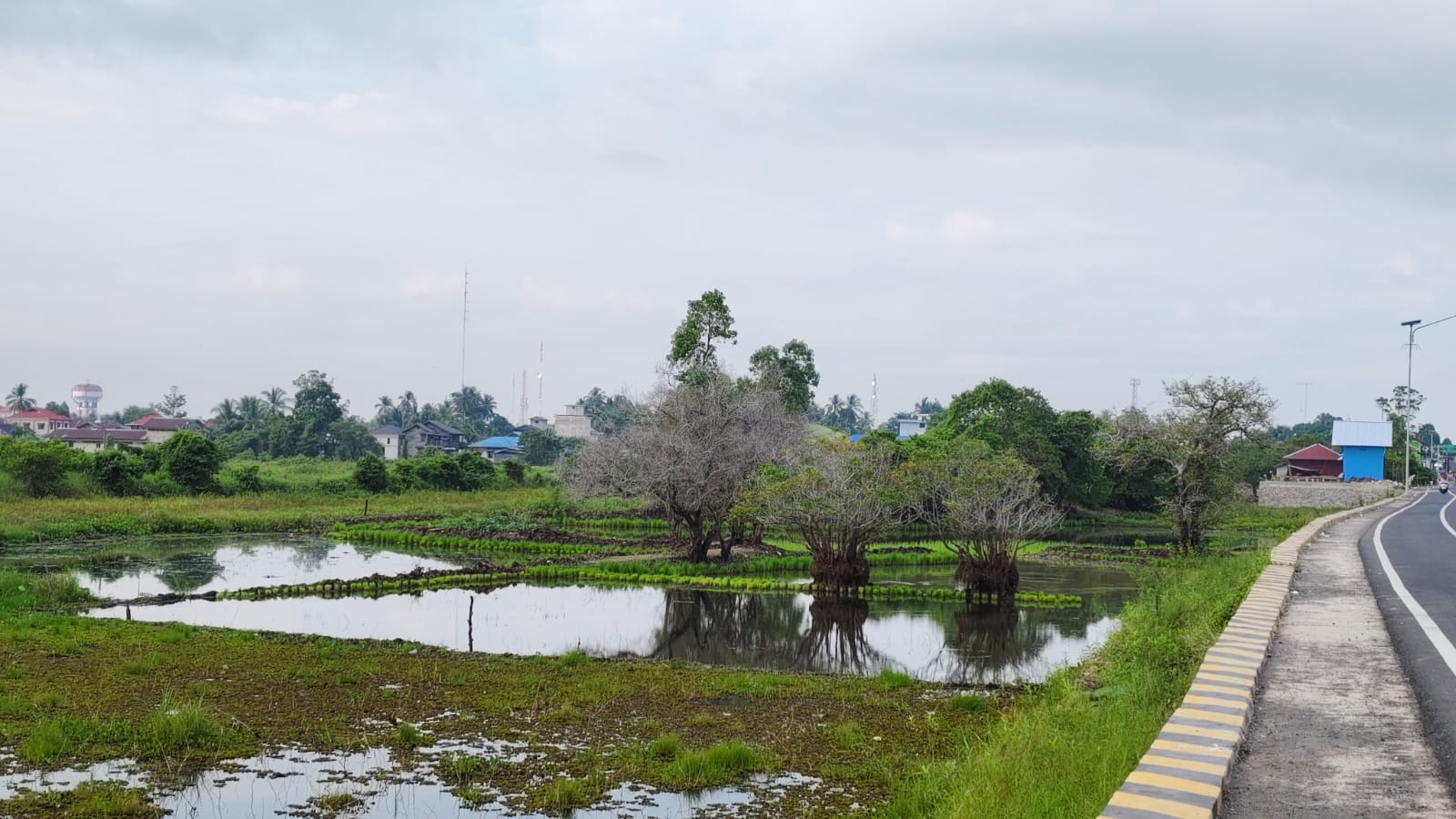 Lahan pertanian rawa di Kabupaten Hulu Sungai Utara tahun ini dikembangkan.
