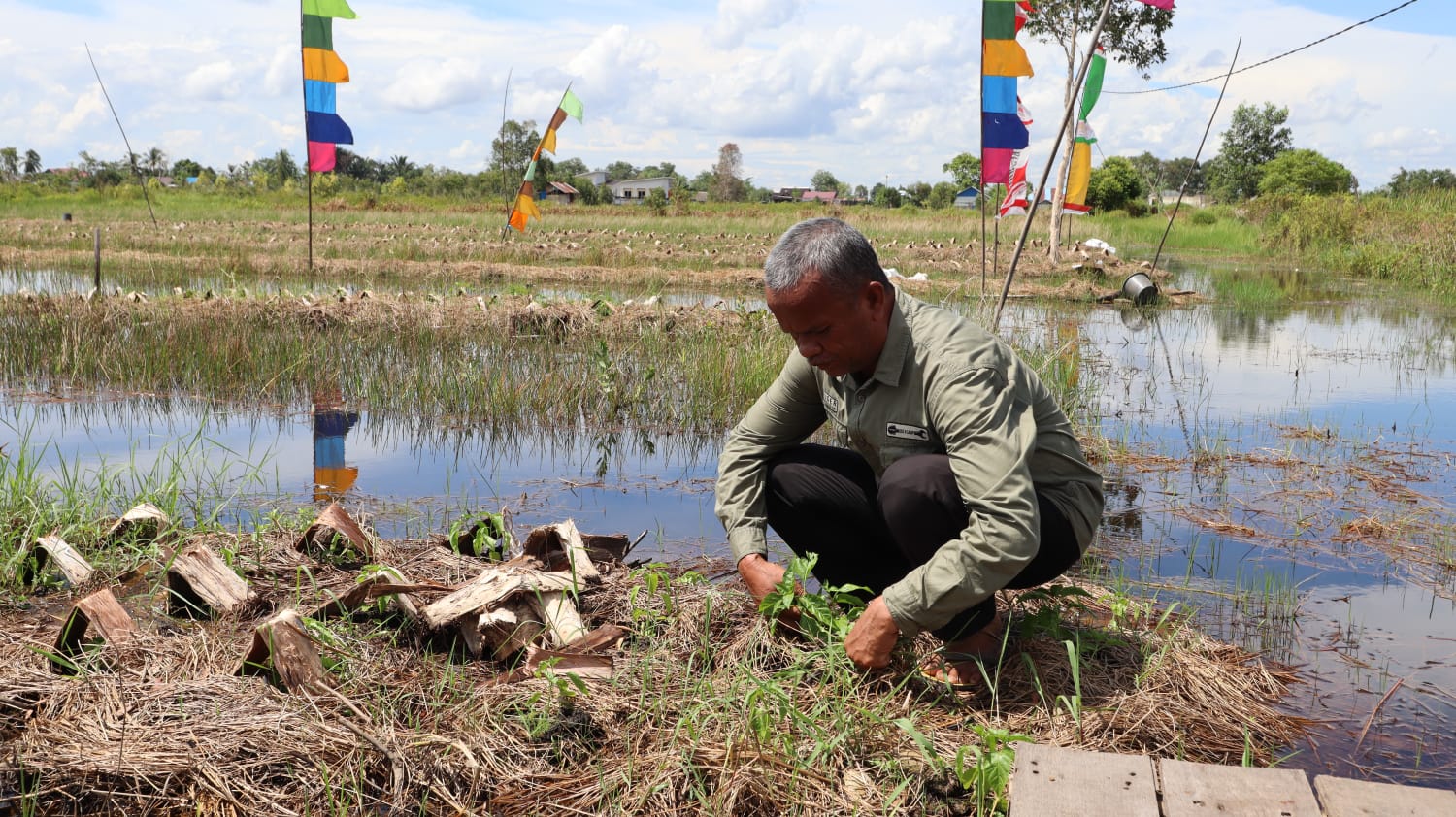 TANAM: Junaidi, petani cabai hiyung di Desa Hiyung, Kecamatan Tapin Tengah saat menanam bibit cabai.