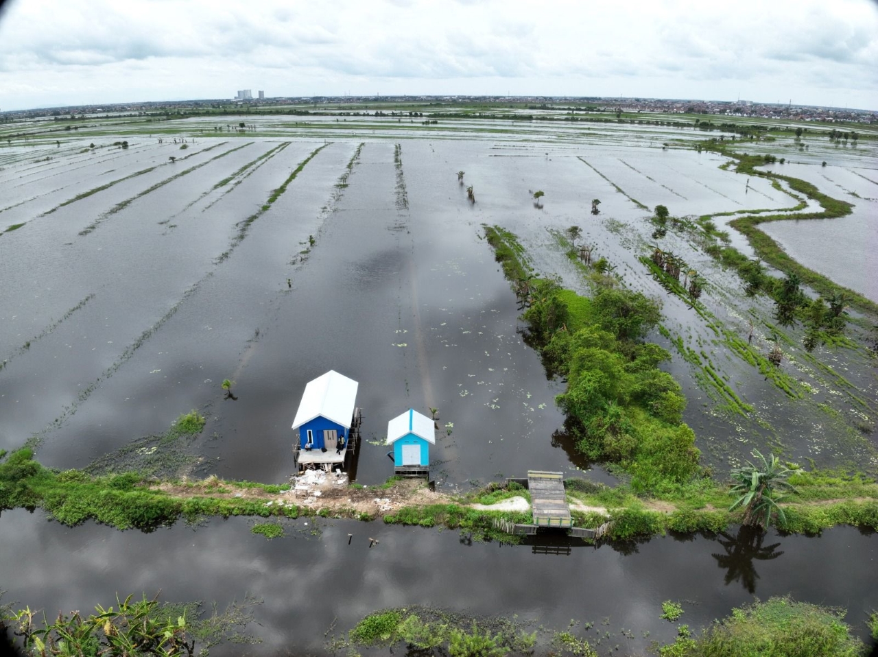 HAMBATAN: Lahan pertanian di Kecamatan Banjarmasin Timur berubah akibat genangan banjir.