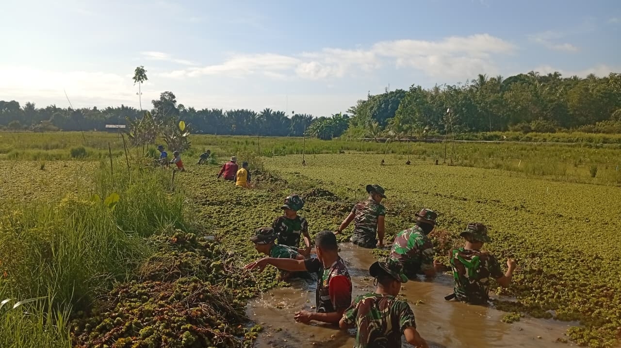 GOTONG ROYONG: Warga, Balai Pertanian, dan TNI bergotong royong bersihkan hama tumbuhan Kayapu.