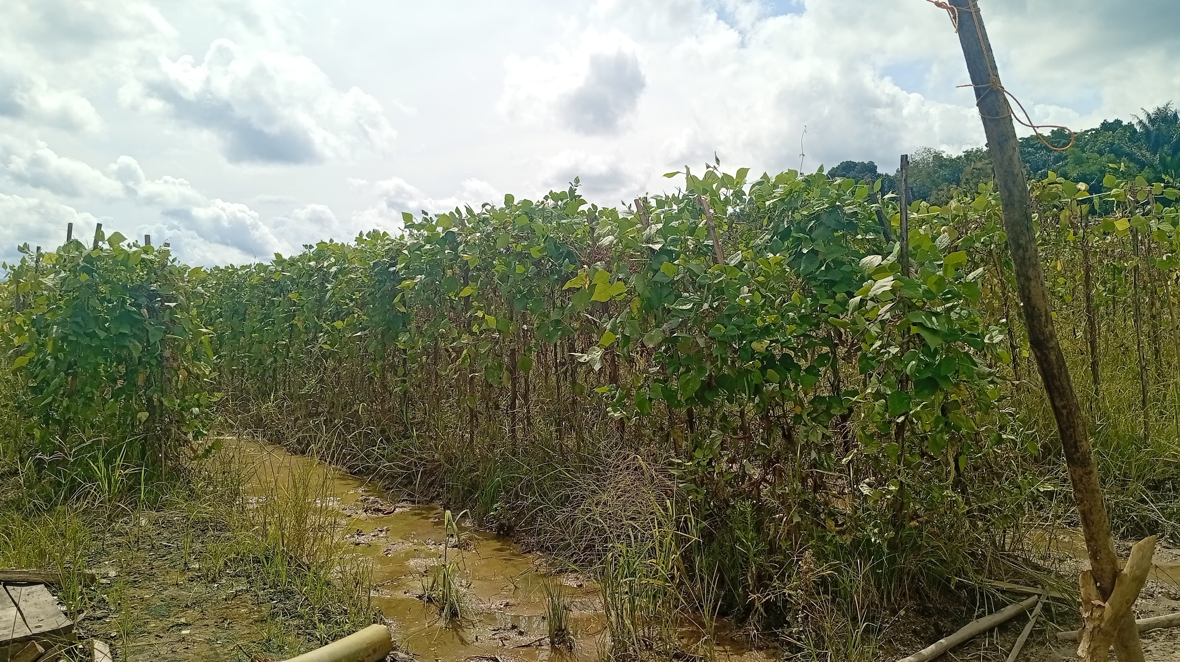 LUMPUR: Lahan Perkebunan di Padang Batung dipenuhi lumpur. (M. Padil Ihsan/Radar Banjarmasin)