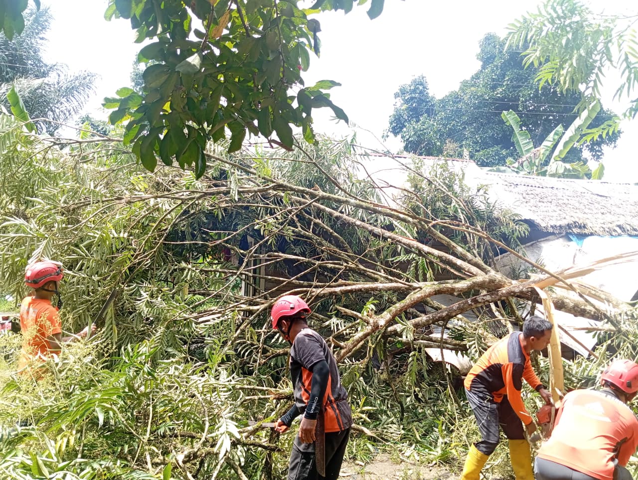 EVAKUASI:Tim BPBD HSS dan unsur terkait mengevakuasi pohon tumbang di salah satu lokasi, Sabtu (17/1/2026).