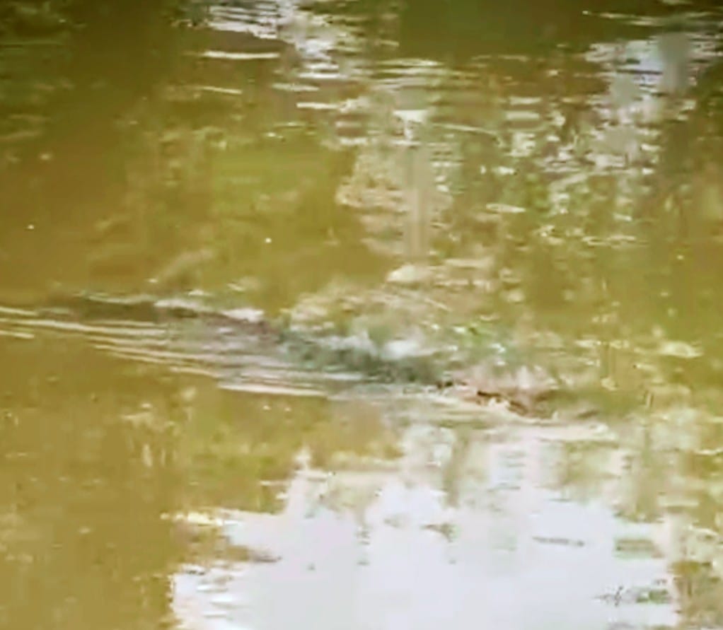 PREDATOR: Satu ekor buaya air tawar menampakkan diri di Sungai Balangan yang melintasi Desa Patarikan, Kecamatan Banjang, HSU.