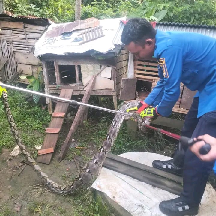 Petugas saat melakukan penangkapan ular yang masuk kandang ayam warga.