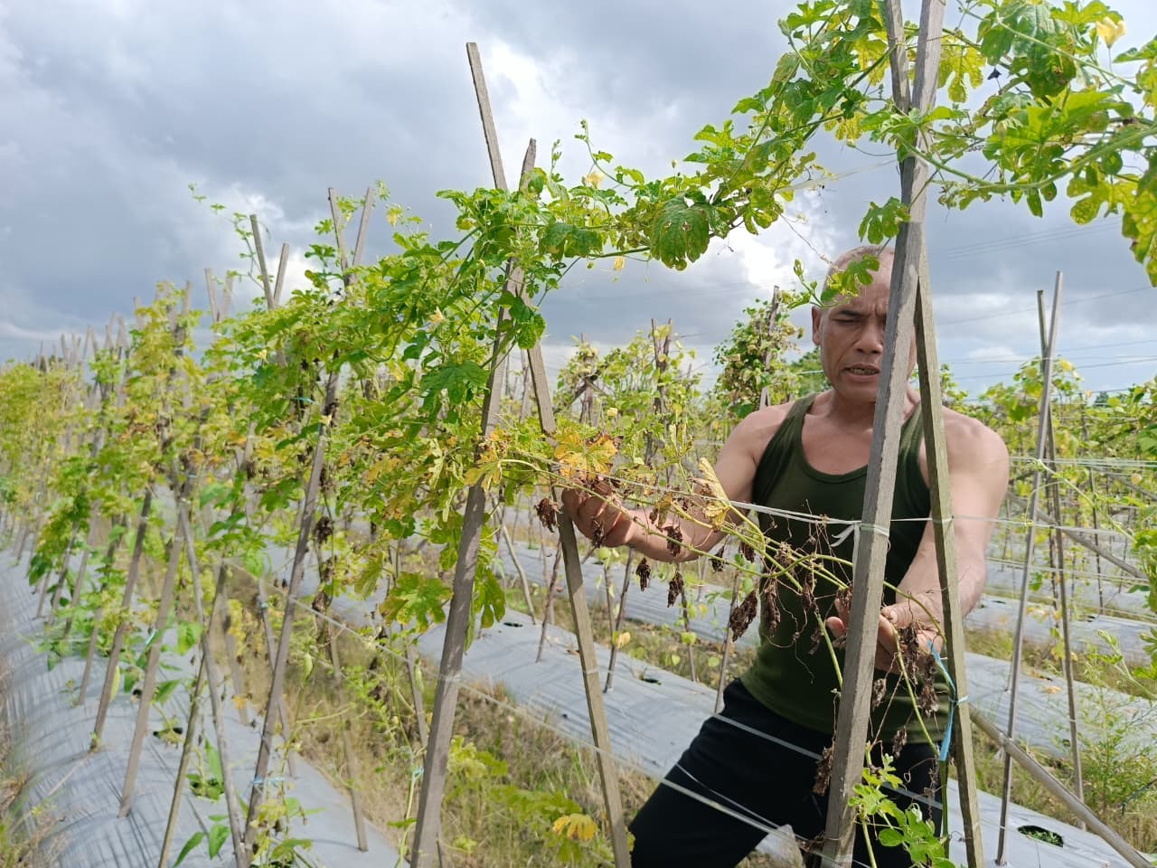 Kebun sayur milik Suyantoro yang mengalami kegagalan karena hujan deras beberapa waktu lalu.