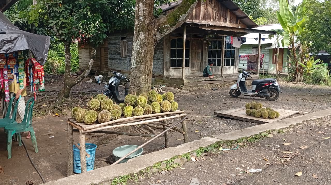 KAMPUNG DURIAN: Buah durian khas dari Desa Hamak HSS sedang panen.