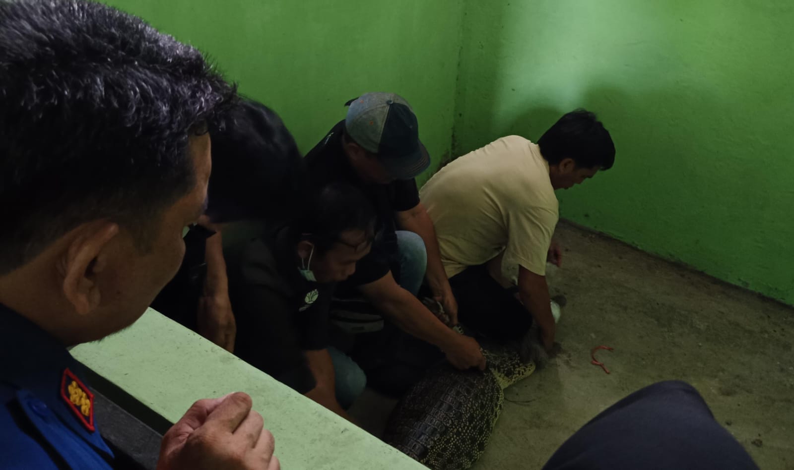 PENYELAMATAN: Dinas Satpol PP dan Damkar HSU menyerahkan seekor Buaya Muara yang ditemukan di Sungai Balangan ke KKP melalui BKSDA Kalsel, Kamis (22/1/2026). (Damkar/Radar Banjarmasin)