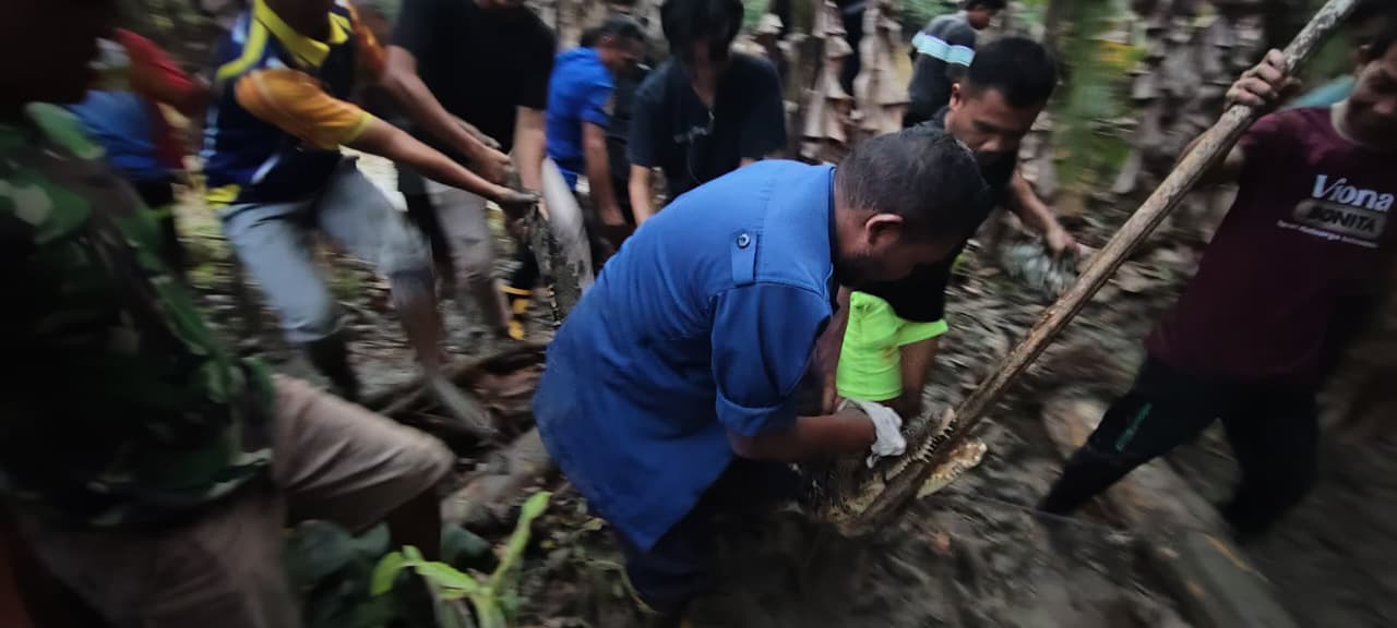 TETAP WASPADA: Buaya yang ditangkap anggota Damkar HSU di Kecamatan Banjang, sempat membuat resah warga bermukim di sepanjang Sungai Balangan yang melintasi Kota Amuntai.