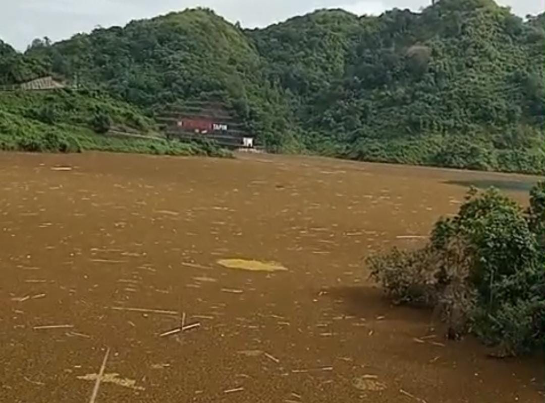 BENDUNGAN TAPIN: Gulma Kayapu memenuhi Bendungan Tapin.