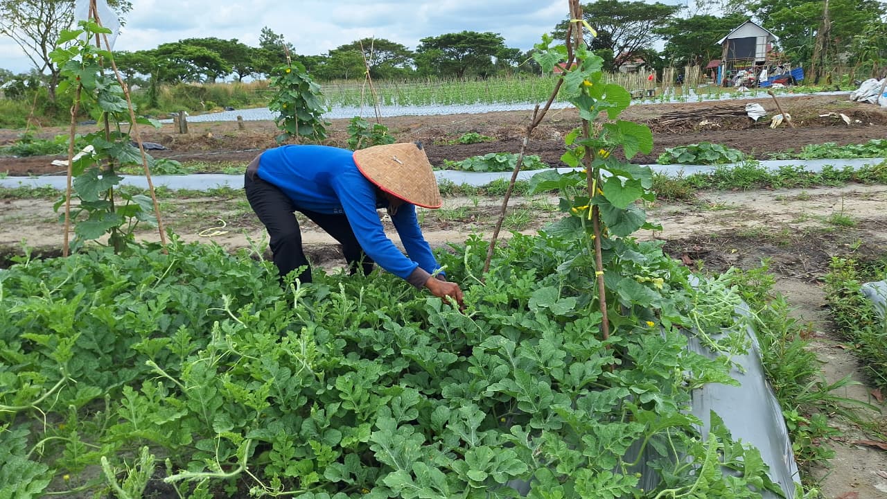 Petani di Banjarbaru menerapkan metode tumpang sari.