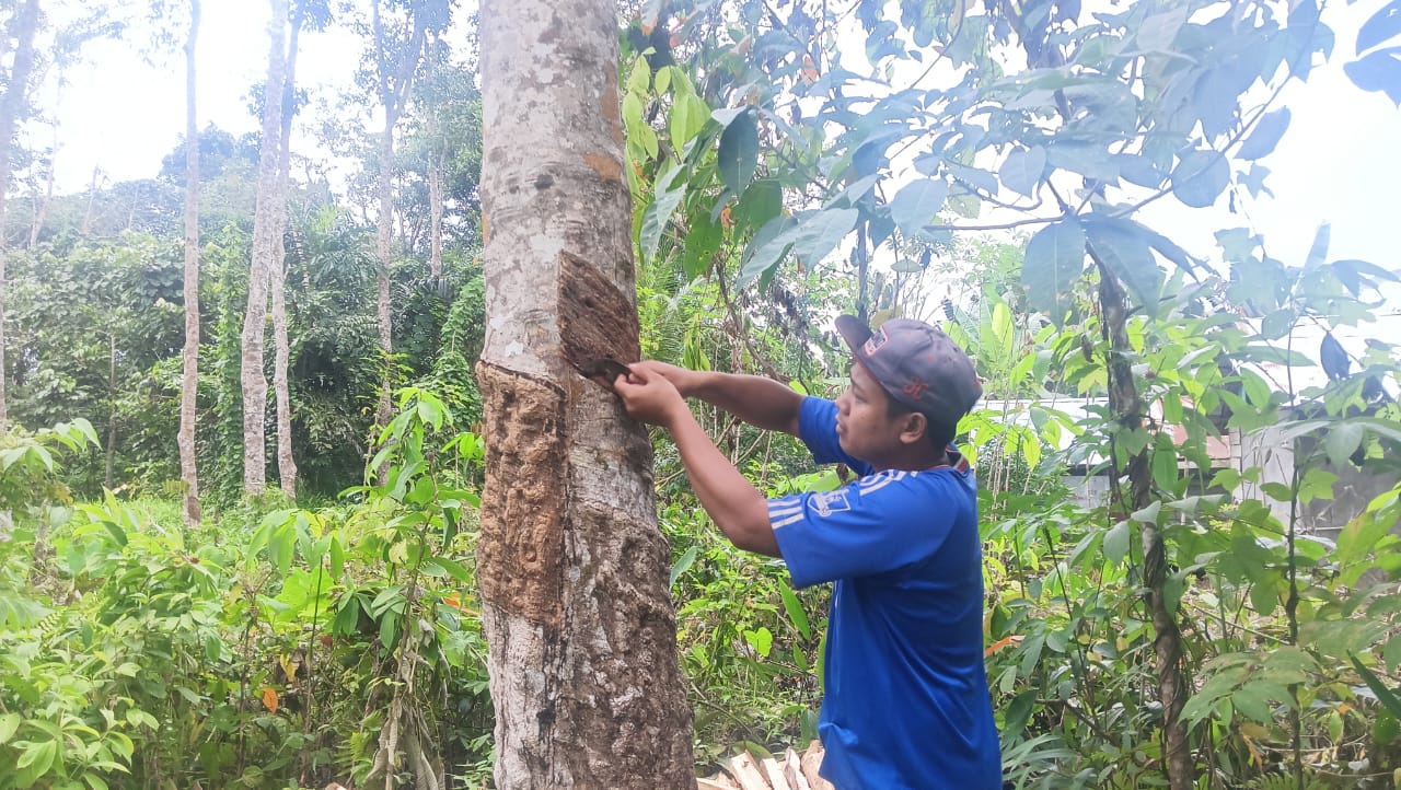 Petani karet di Kabupaten Balangan melakukan penyadapan getah karet di kebun. (Diki untuk Radar Banjarmasin)