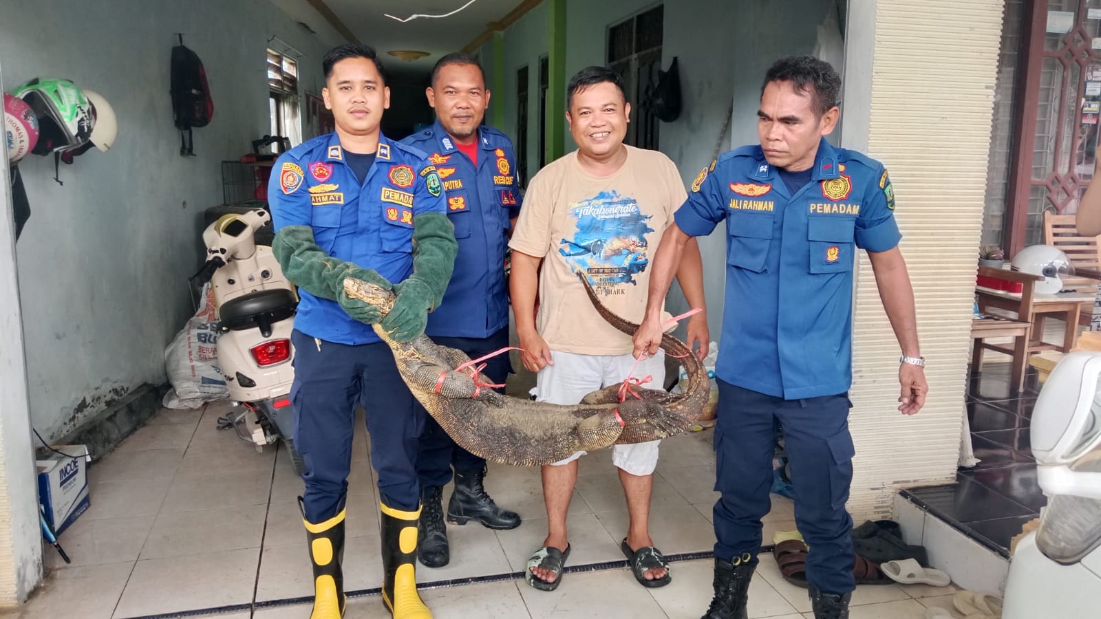 Anggota Damkar Dinas Satpol PP dan Damkar HSU, mengevakuasi biawak raksasa di Desa Bayur RT 04, Kecamatan Haur Gading, Kabupaten HSU.