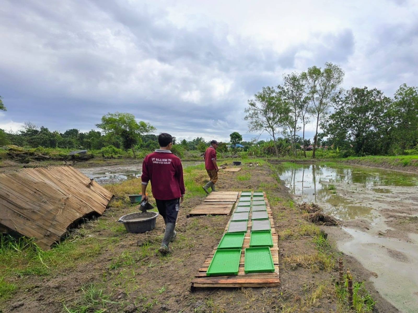 Penerapan rice transplanter pada tanam padi varietas unggul Inpari 32 di lahan percontohan Dinas Pertanian seluas sekitar 2.000 meter persegi.