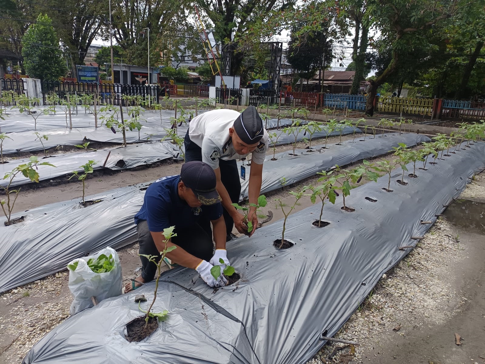 BERKEBUN:Salah satu warga binaan melakukan perawatan tanaman terong di lahan Sarana Asimilasi dan Edukasi.
