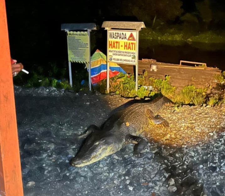 DIUSIR: Penampakan buaya muara yang naik ke jalan Desa Pulau Panci. Foto: Khairul Sani untuk Radar Banjarmasin.
