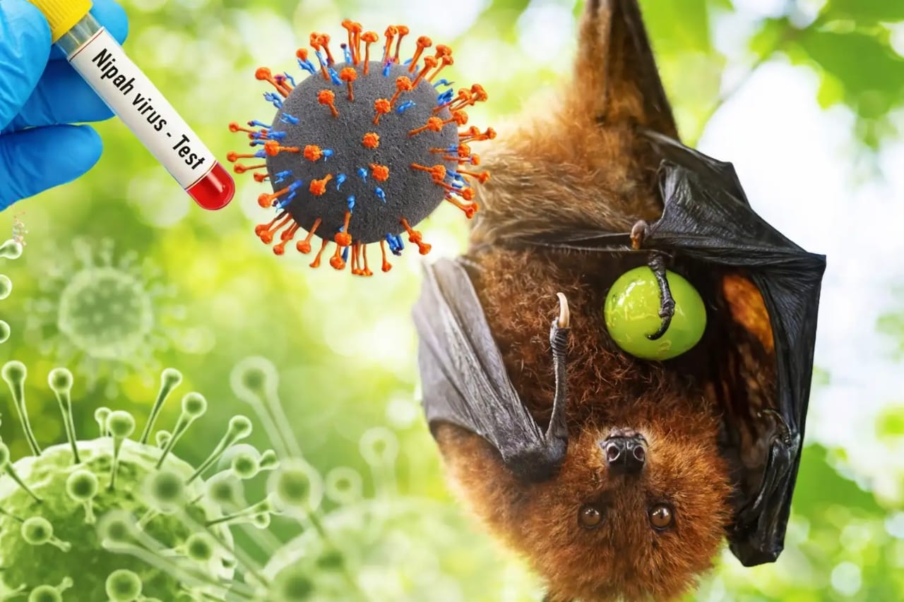 ILUSTRASI: Virus Nipah dari gigitan kelelawar di buah.