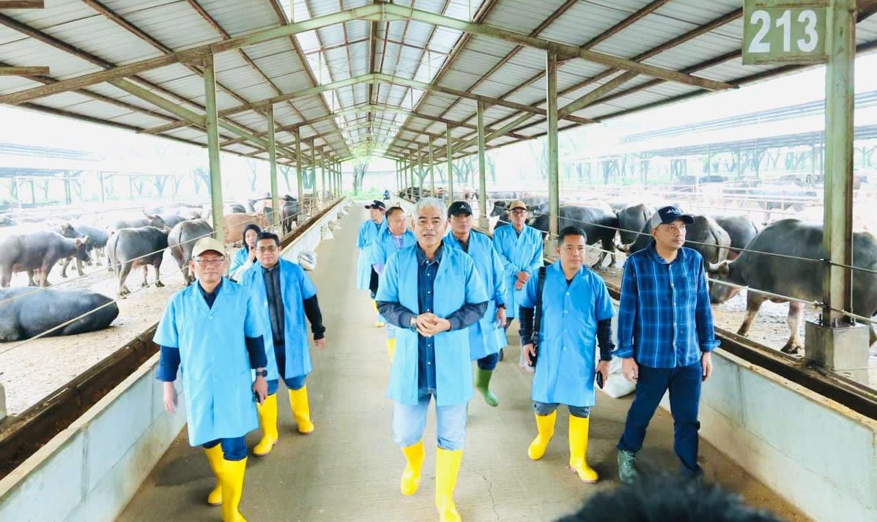 STUDI:Wakil Bupati HSU, Hero Setiawan melakukan kunjungan kerja ke lokasi peternakan kerbau rawa di PT Agrisatwa Jaya Kencana, Kabupaten Subang, Jawa Barat, Senin (9/2/2026).