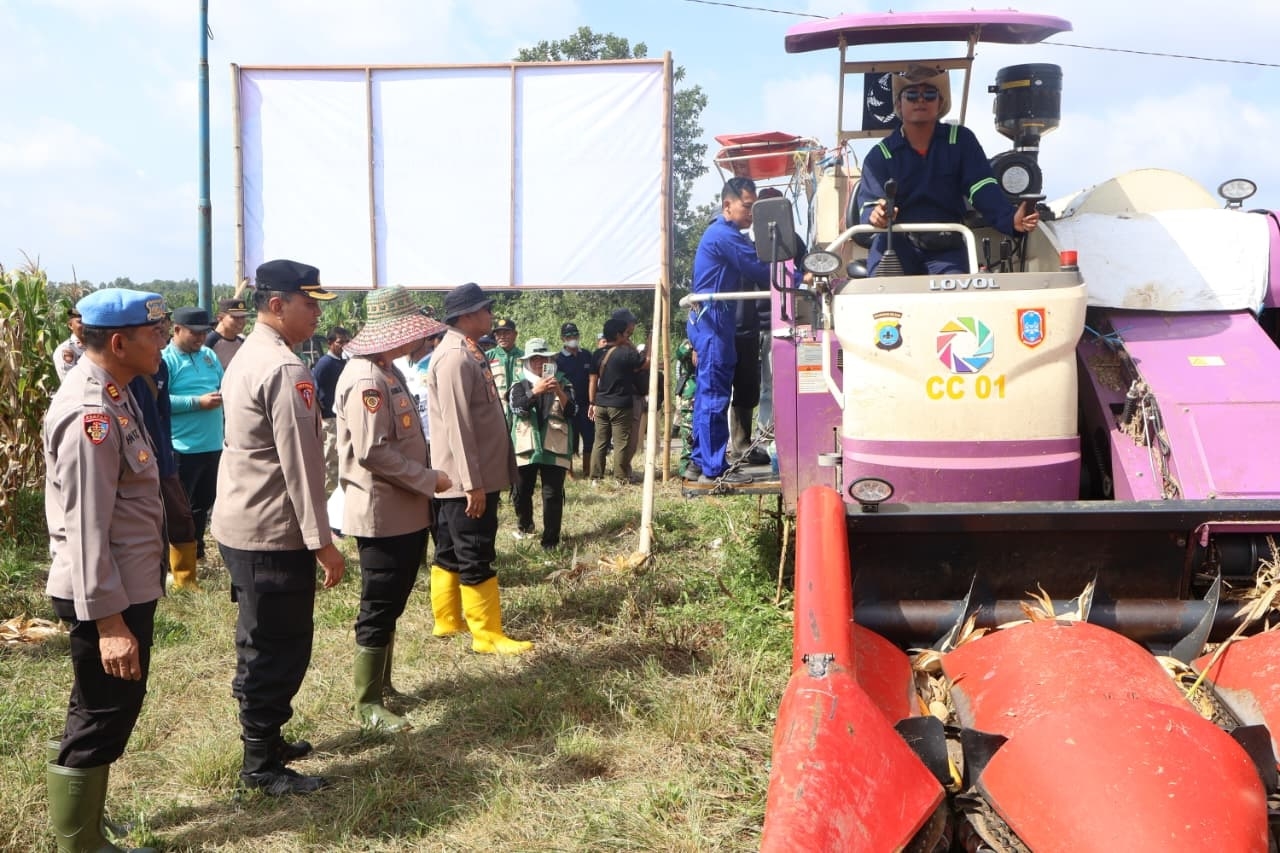 PANEN: Petani di Sungai Ulin panen perdana jagung pipil mencapai 200 ton.