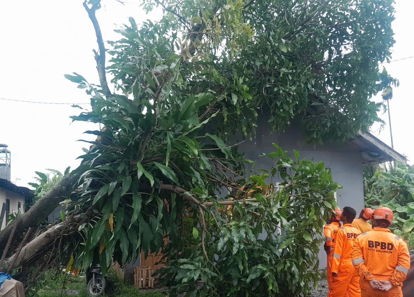 Pohon tumbang menimpa rumah warga di Jalan Teluk Tiram Darat. Akibatnya, atap rumah mengalami rusak. (BPBD Banjarmasin untuk Radar Banjarmasin)