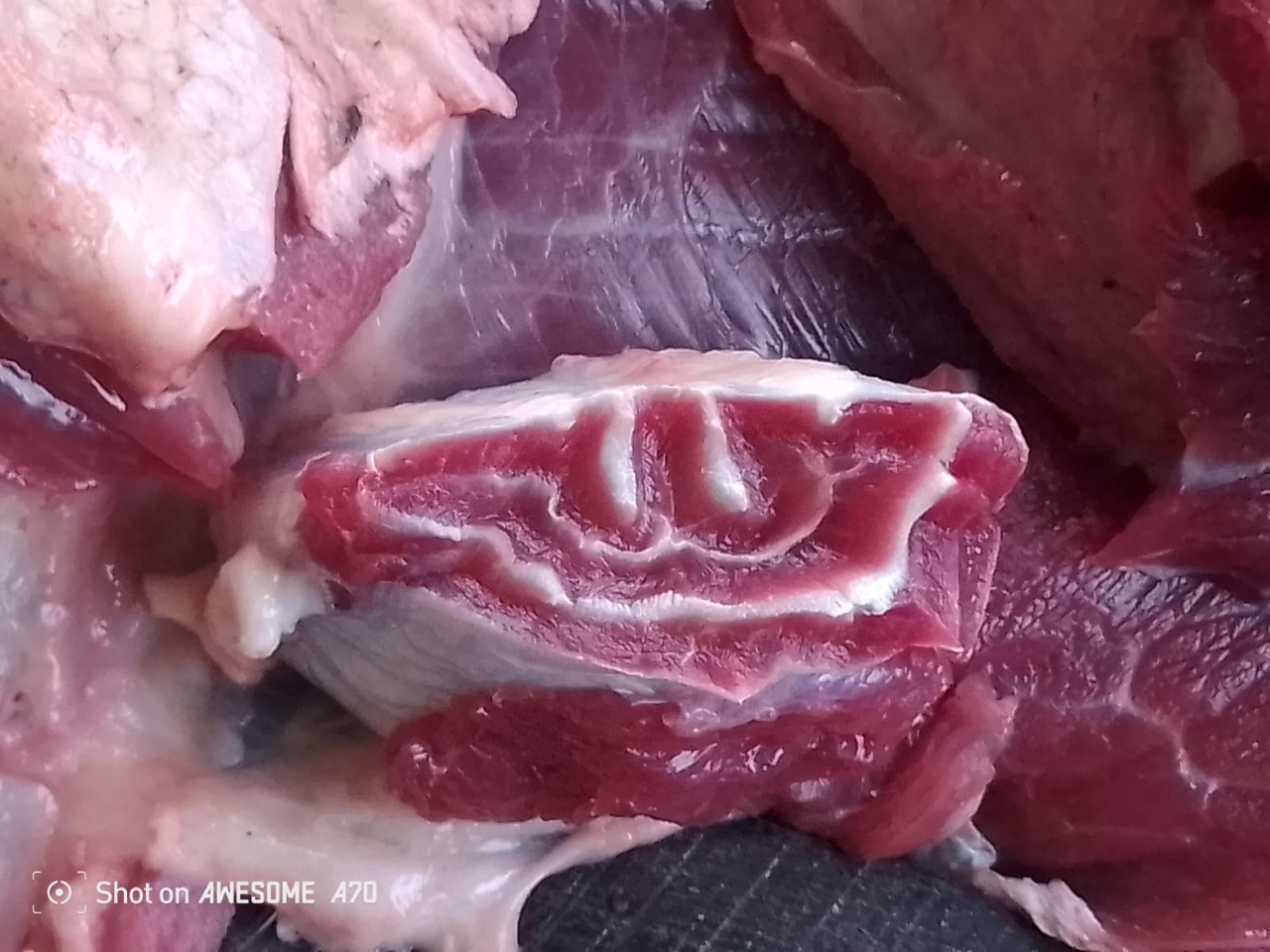 UNIK - Potongan daging ditemukan pola yang menyerupai lafaz Alla, sempat menarik perhatian relawan. 