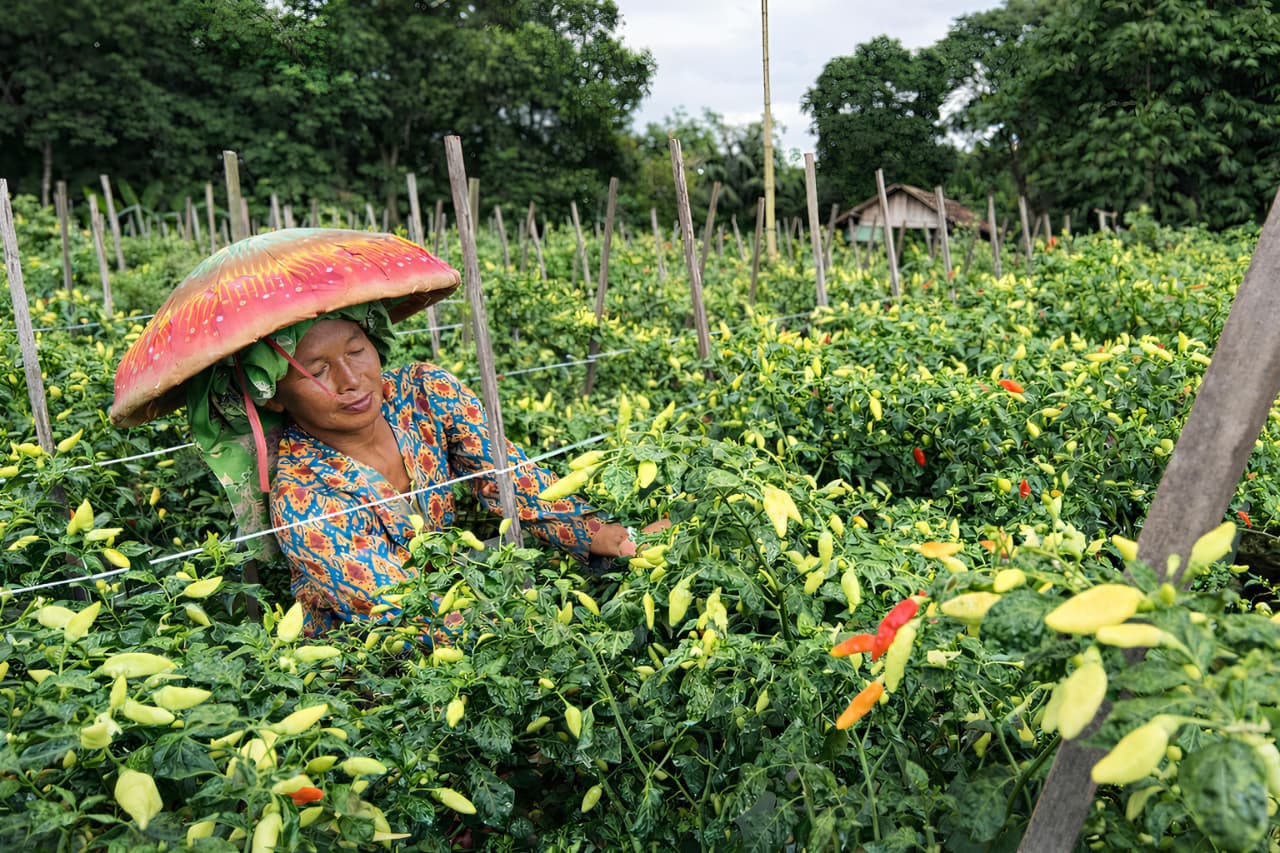 LAGI TINGGI:Petani di Kabupaten HST menyusul kenaikan harga cabai setelah libur lebaran. 