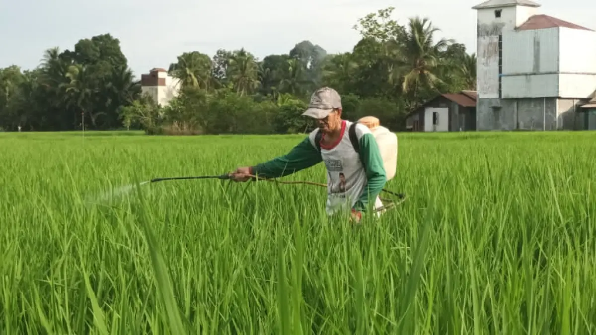 TANAMAN PANGAN: Petani di Kabupaten Tabalong menyemprot padi di sawah.(Foto:Ibnu Dwi Wahyudi/Radar Banjarmasin)
