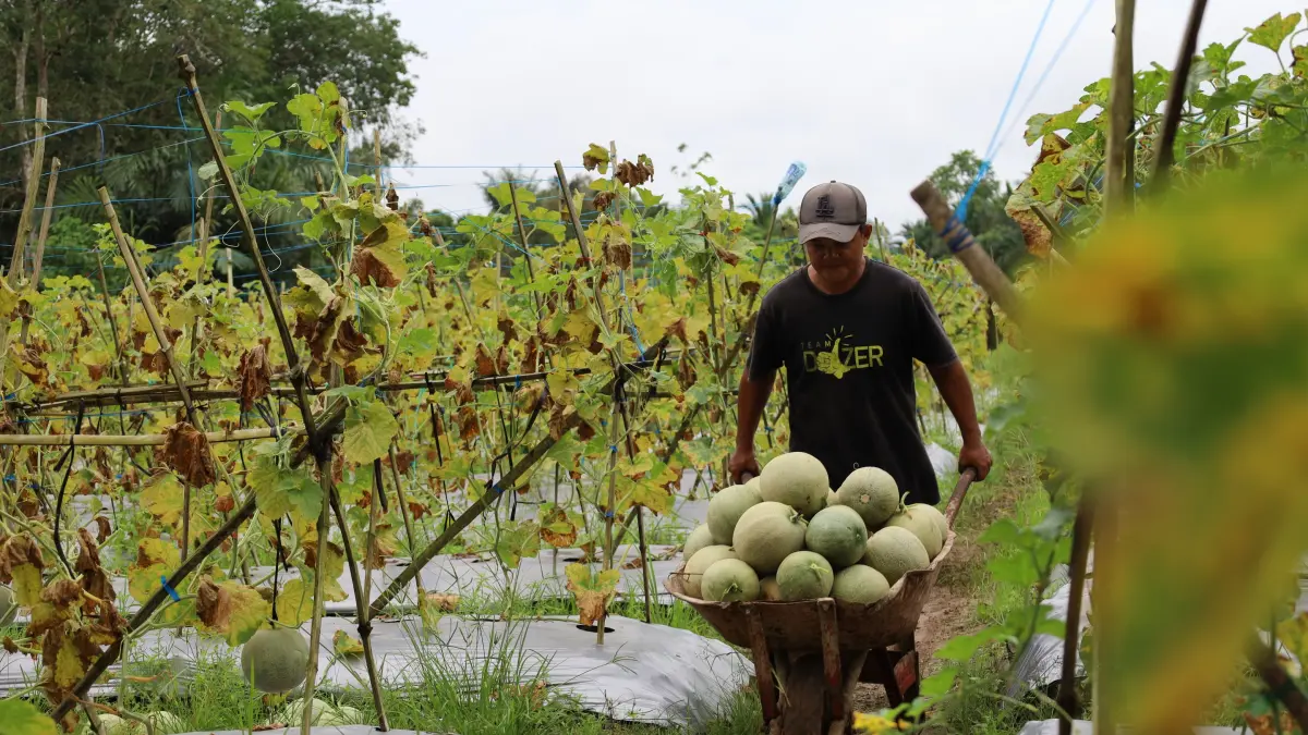 PANEN: Bumdes Pertala Desa Jatuh HST panen buah melon sebanyak 3 ton pada periode kedua. (Bumdes untuk Radar Banjarmasin).