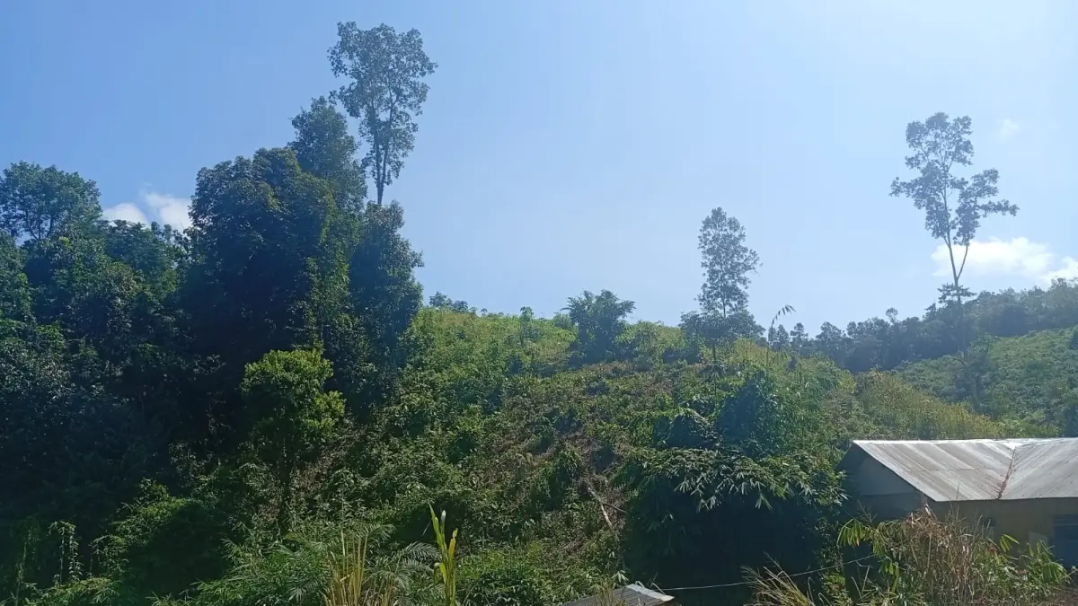 LAHAN: Salah satu lahan yang dibuka untuk lahan berkebun warga.