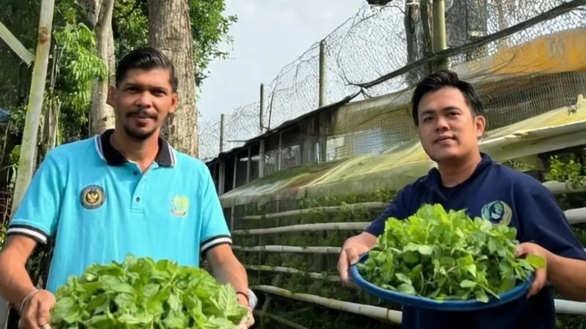 HARAPAN BARU: Warga binaan Lapas Narkotika Karang Intan memanen daun mint hasil budi daya hidroponik yang diolah menjadi teh herbal “Laskarin”.
