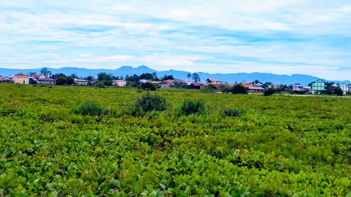 Eceng gondok dan susupan gunung dikembangkan jadi pakan ternak berbasis gulma di Amuntai Kabupaten HSU. (M.Akbar/Radar Banjarmasin)