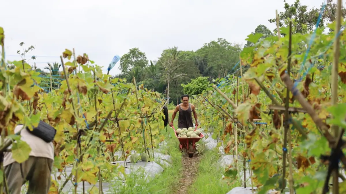 DORONG: Anggota legislatif minta Dinas Perdagangan HST bantu pemasaran hasil panen melon BUMdes Pertala Desa Jatuh.