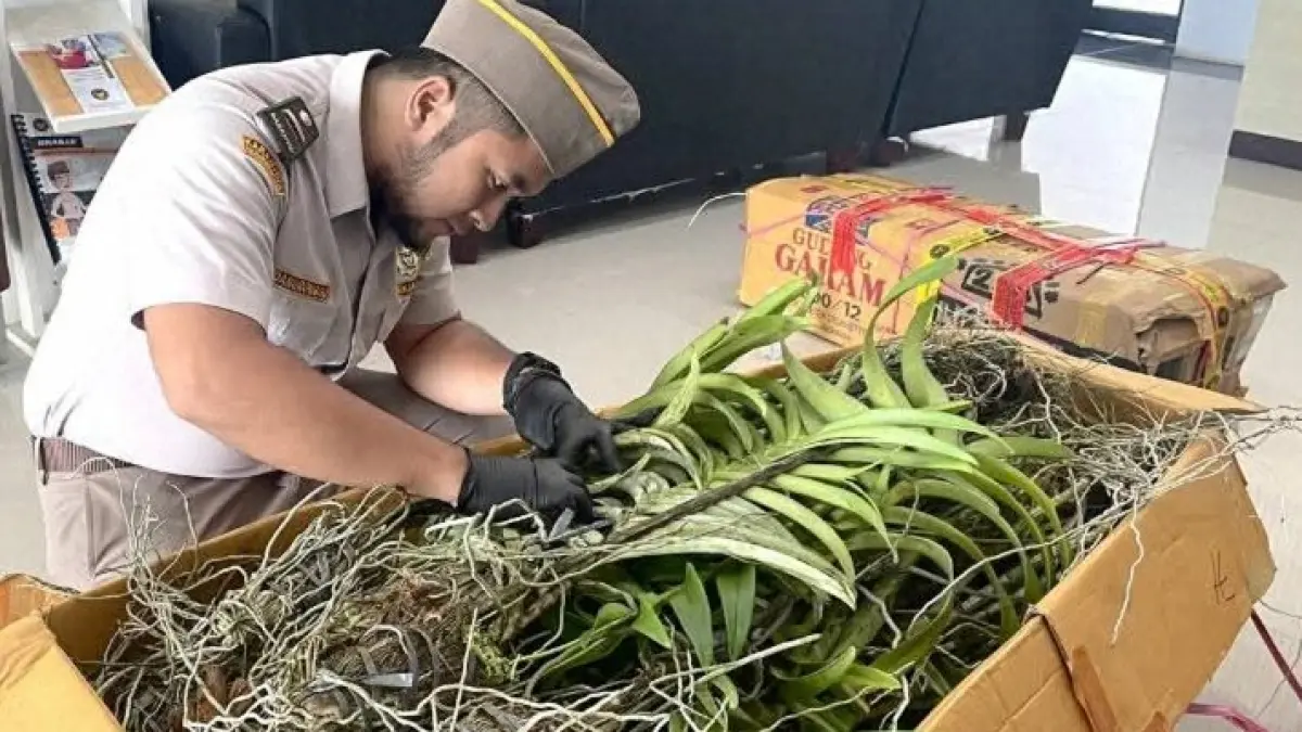 PENGECEKAN: Petugas Karantina Kalimantan Selatan memeriksa bibit anggrek dan aglaonema tanpa dokumen resmi di Pelabuhan Trisakti Banjarmasin. (Balai Karantina Kalsel)