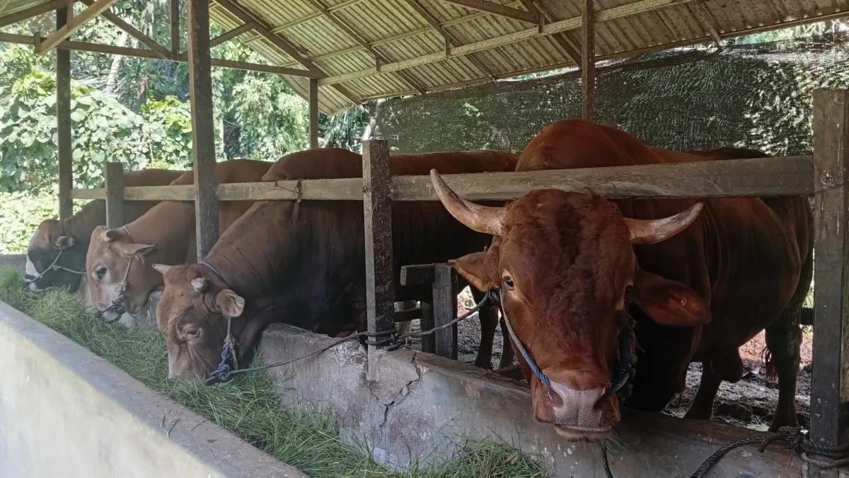 HEWAN KURBAN: Sapi Limosin di peternakan Desa Jambu Hulu. (Foto: M. Padil Ihsan/Radar Banjarmasin)&nbsp;