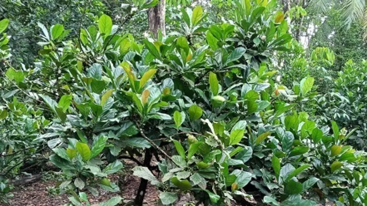 TUMBUH: Kopi Liberika yang tumbuh di desa-desa yang ada di Kecamatan Lokpaikat Kabupaten Tapin.