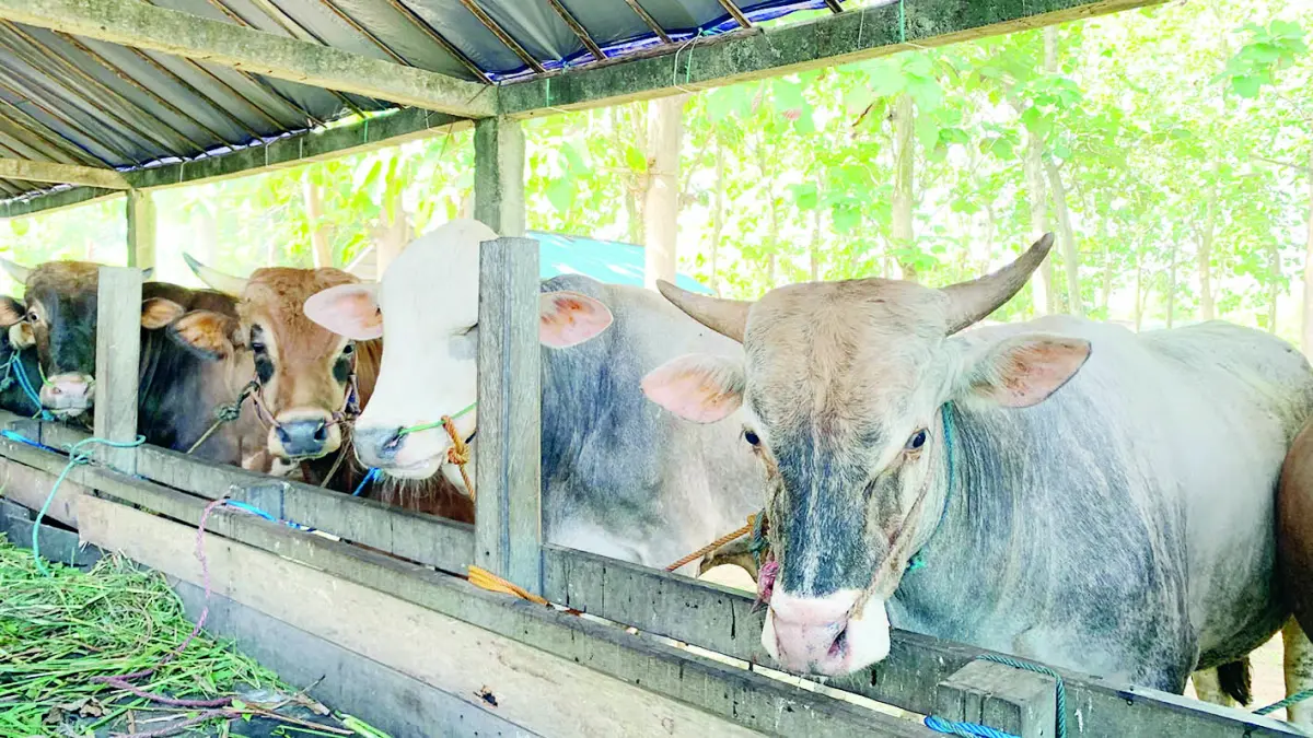 SURPLUS: Dinas Ketahanan Pangan, Pertanian, dan Perikanan (DKP3) Banjarbaru pastikan stok hewan kurban surplus.&nbsp;
(SHEILLA /RADAR BANJARMASIN)