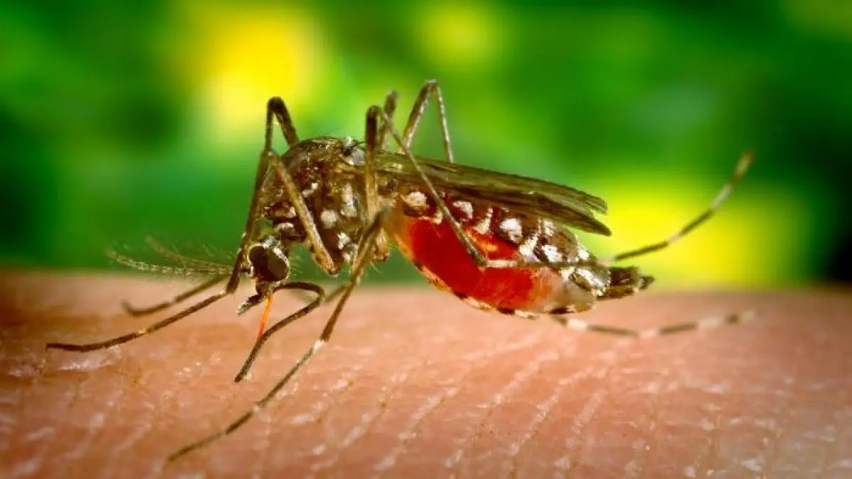 Nyamuk Anopheles, penyebab penyakit malaria