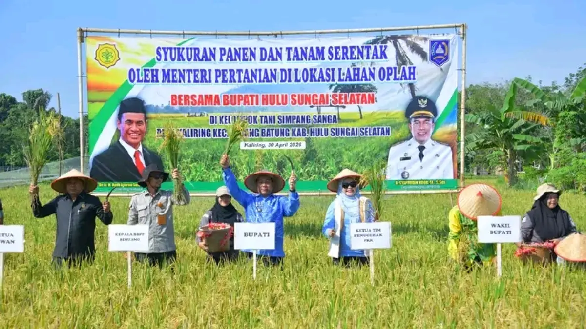 PANEN SERENTAK: Kegiatan panen serentak di Desa Kaliring Kecamatan Padang Batung Kamis (30/4/2026). (KOMINFO HSS)&nbsp;