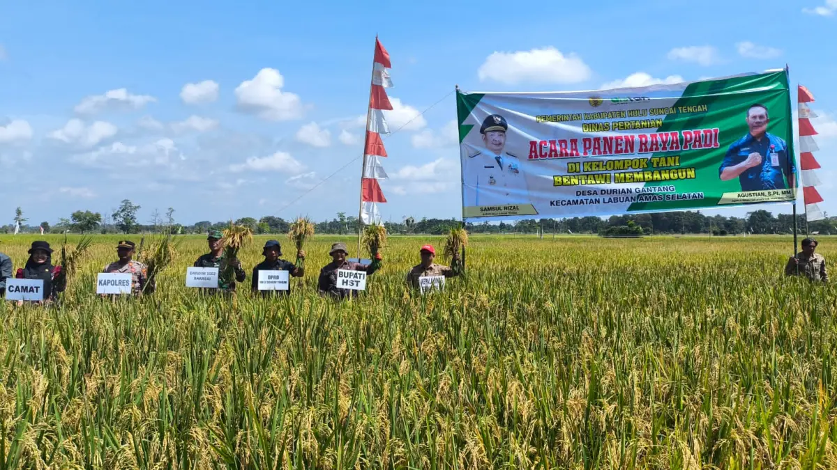 PANEN: HST gelar panen padi perdana di Desa Durian Gantang, Kamis (30/4/2026).(Foto:Pemkab HST)