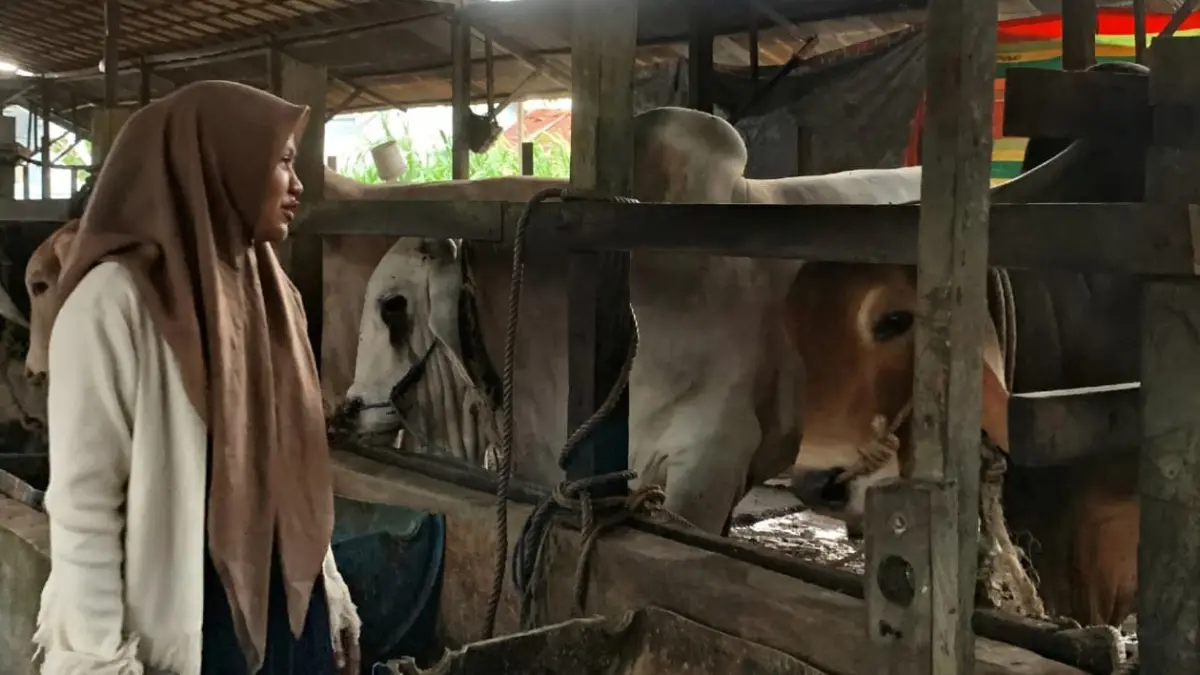 DI KANDANG: Aisyah menunjukkan sapi jumbo bernama Rozak dengan bobot lebih dari satu ton yang terpilih sebagai hewan kurban Presiden RI Prabowo Subianto untuk Iduladha 2026.